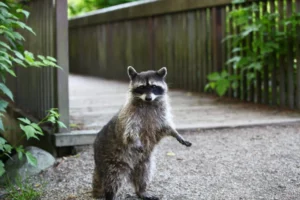 raccoon without fear of humans' presence