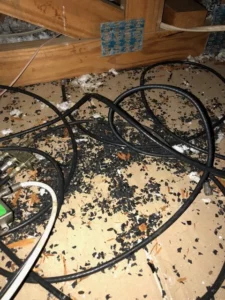 rat gnawing wires and dropping