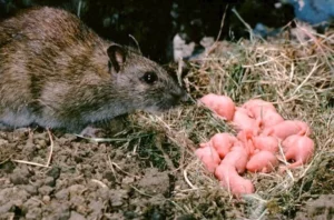 rat nest babies