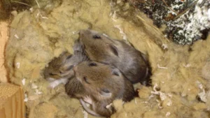 rat nesting