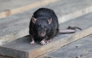 roof rat in the roof