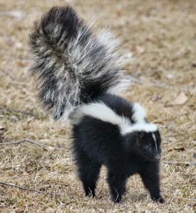 Hooded Skunk