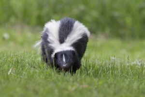 skunk in the yard