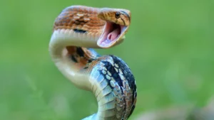 snake biting