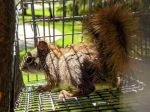 squirrel wildlife removal services