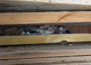 squirrels in the attic
