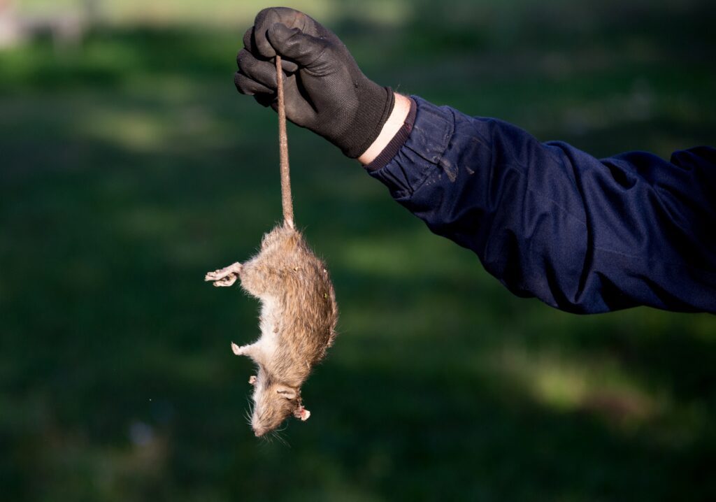 Effective Ways to Remove Dead Animal Smells in Your Home