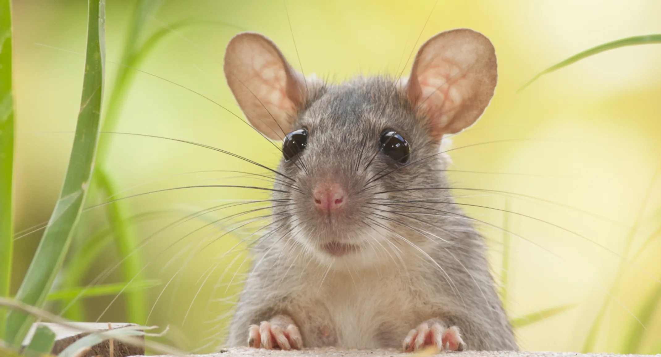 Ultimate Guide to Rat-Proofing Your Outdoor Space