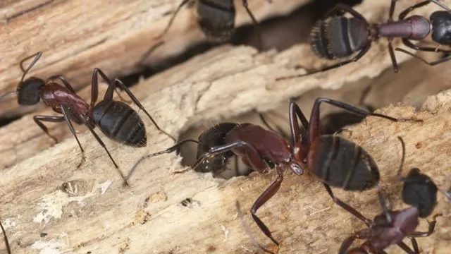 Ultimate Guide to Handling Carpenter Ant Infestations