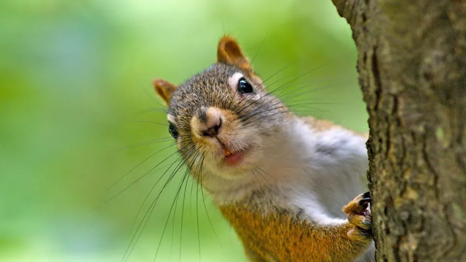 Effective Ways To Remove Squirrels From Your Home