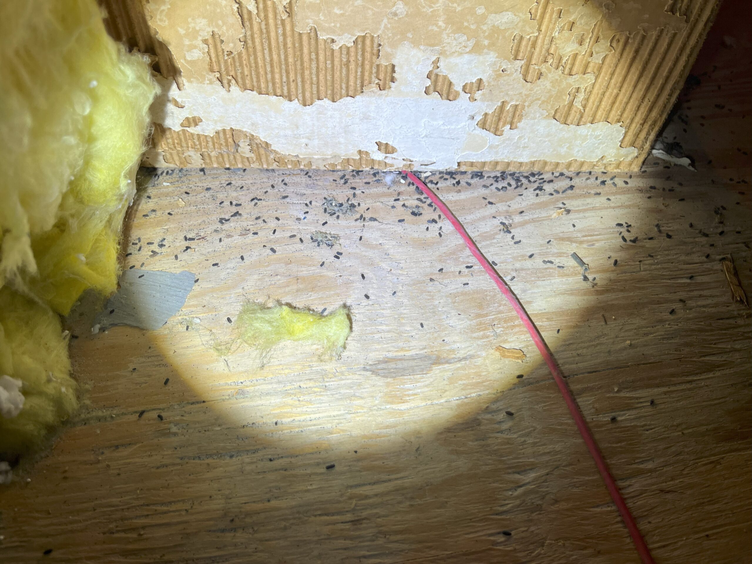 Mice Droppings On Attic Decking 