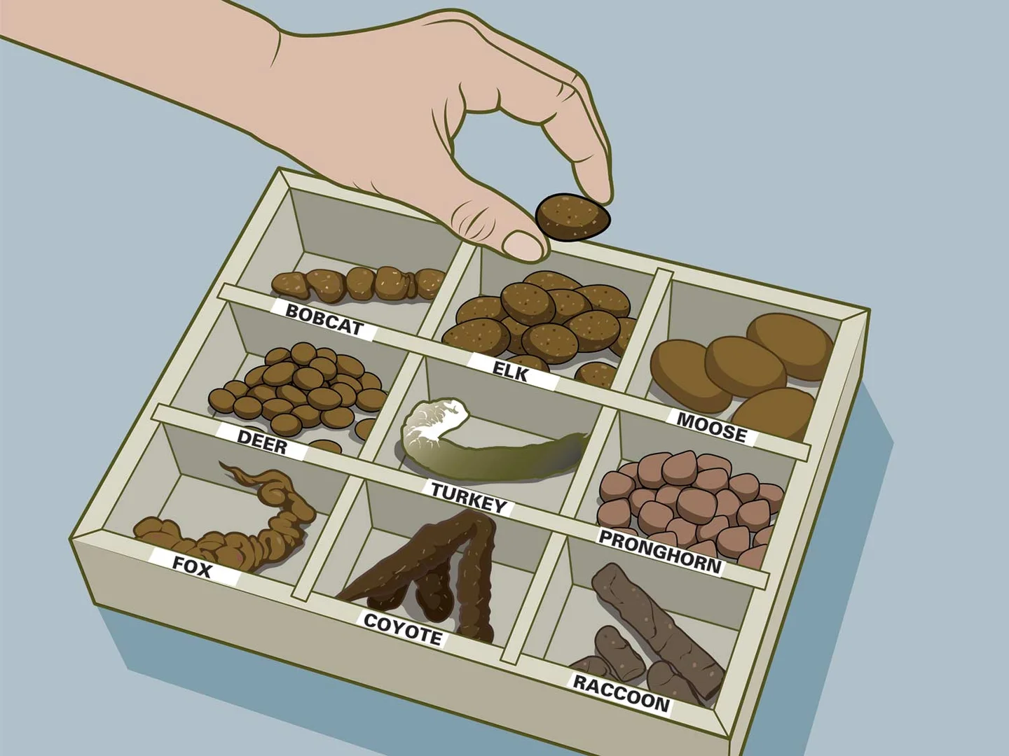 Identifying different types of animal poop