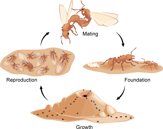 Life cycle of an ant colony 