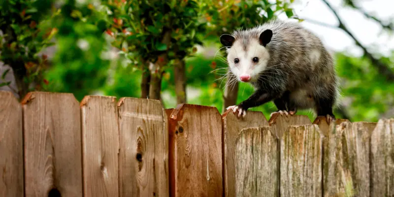 Effective Opossum Removal Methods For Your Property