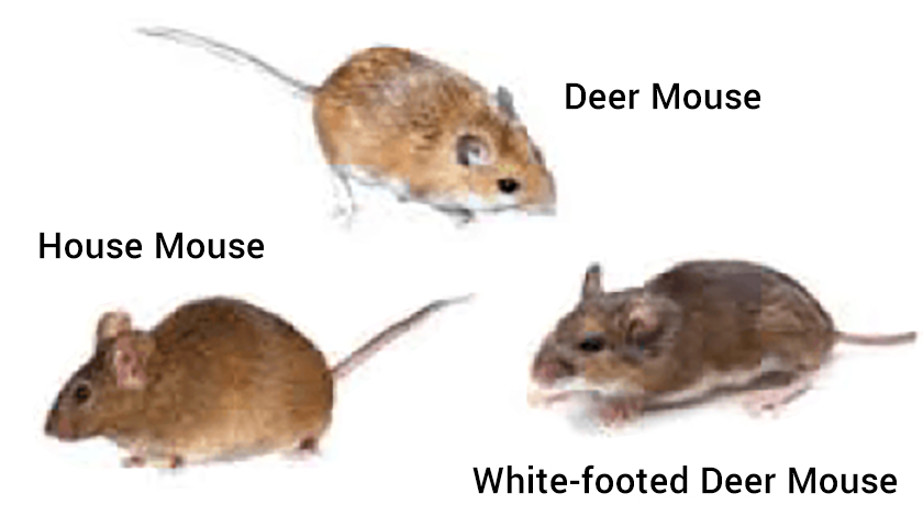 Mouse Types