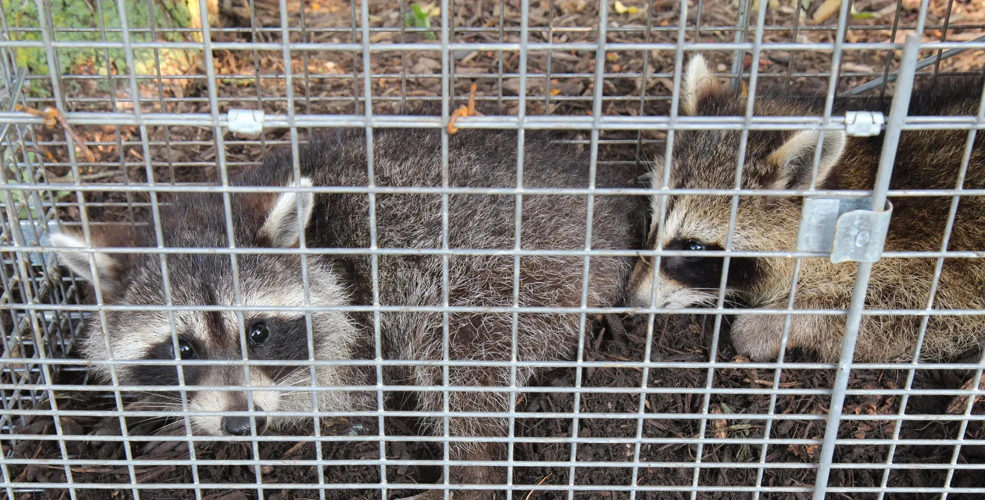 Safely remove and prevent raccoons with our top tips. Protect your property from these pesky invaders with expert advice for effective control.