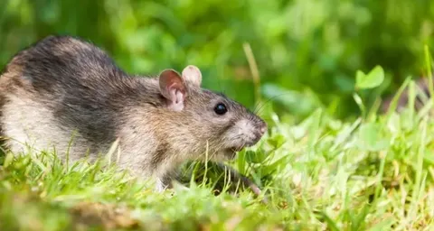Effective Ways to Get Rid of Rats from Your Garden