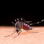 mosquito