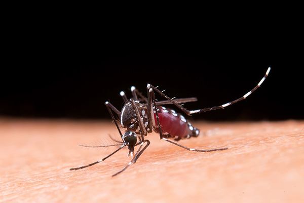 mosquito