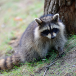 raccoon