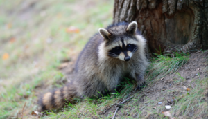 raccoon