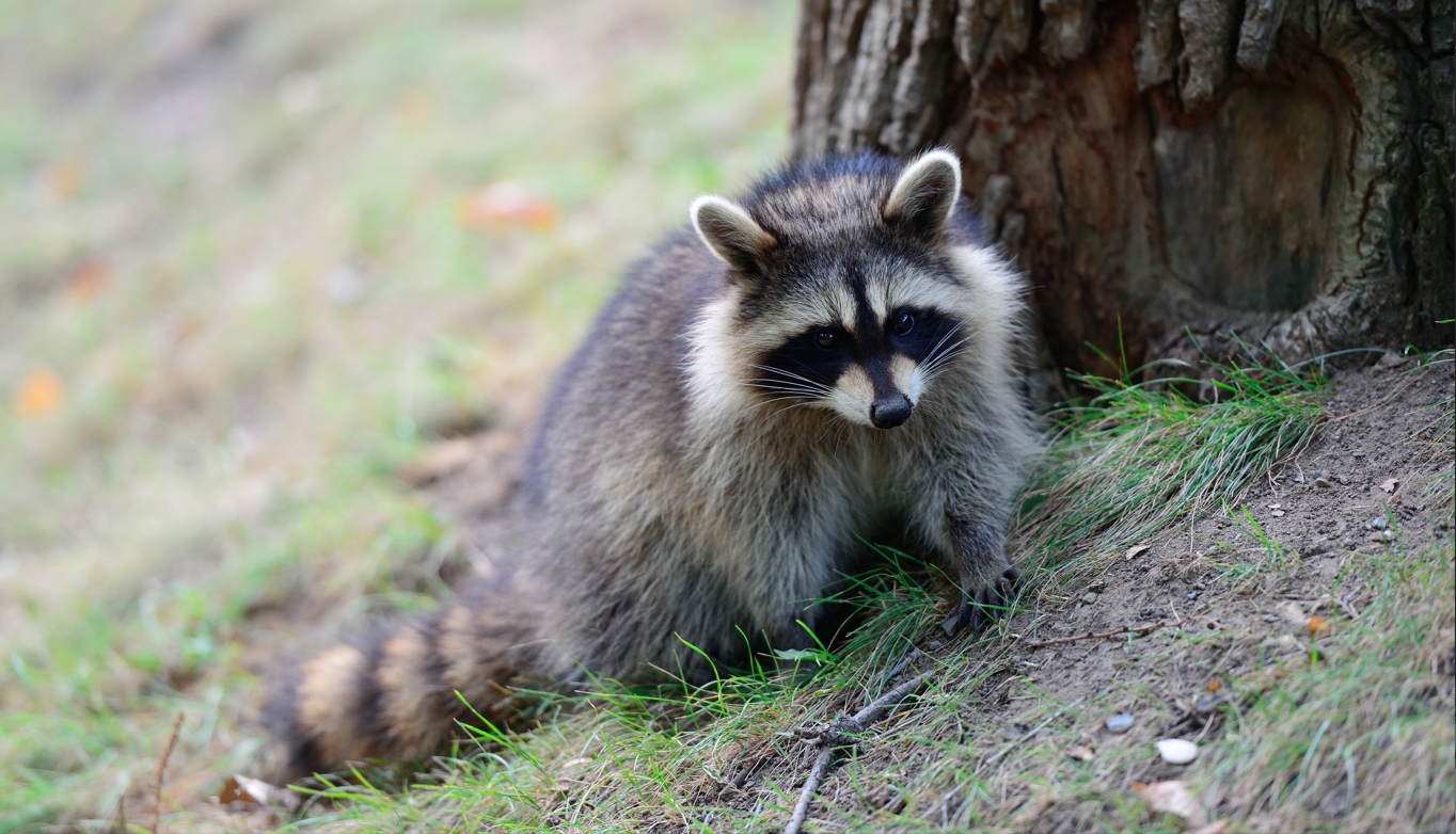 raccoon