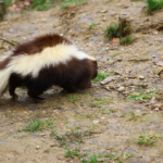 selective focus shot skunk walking around