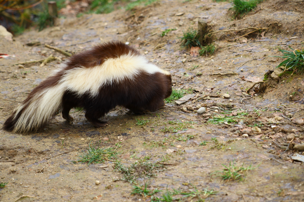 selective focus shot skunk walking around