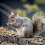 squirrel