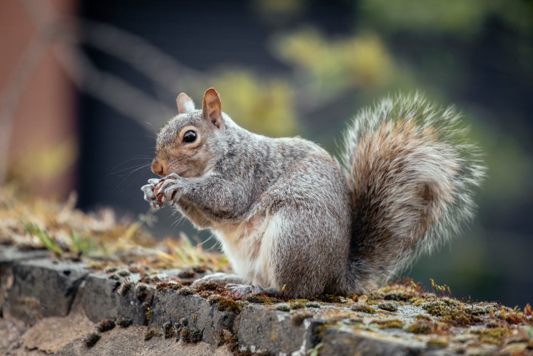 squirrel